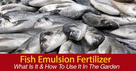 fish emulsion fertilizer|Fish Emulsion Fertilizer – Your Complete Guide for Usage.